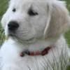 English Golden Retriever Puppies photo 19
