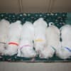 English Golden Retriever Puppies photo 20