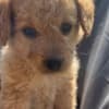 HeelerDoodle photo 6