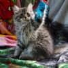 Kittens for sale photo 1