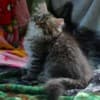 Kittens for sale photo 2