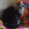 Kittens for sale photo 3