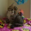 Kittens for sale photo 5