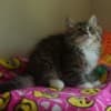 Kittens for sale photo 6