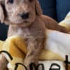 Golden Doodle Puppies photo 1