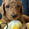 Golden Doodle Puppies photo 2