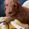 Golden Doodle Puppies photo 3