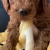Golden Doodle Puppies photo 4