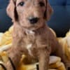 Golden Doodle Puppies photo 5