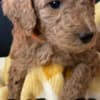 Golden Doodle Puppies photo 6