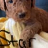 Golden Doodle Puppies photo 7