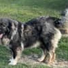 Caucasian Shepherd puppies photo 1