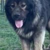 Caucasian Shepherd puppies photo 2