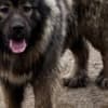 Caucasian Shepherd puppies photo 3