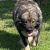 Caucasian Shepherd puppies photo 4