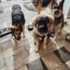 Caucasian Shepherd puppies photo 6