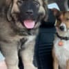 Caucasian Shepherd puppies photo 7
