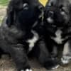 Caucasian Shepherd puppies photo 8