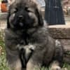 Caucasian Shepherd puppies photo 9