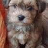 Cute Havanese Puppies photo 2