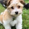 Cute Havanese Puppies photo 3