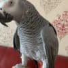 Super tame baby African grey photo 1