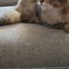 Somali kittens photo 1