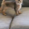 Somali kittens photo 2