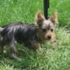 Yorkshire Terrier Puppies photo 1