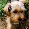 Yorkshire Terrier Puppies photo 2