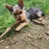 Yorkshire Terrier Puppies photo 3