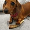 Super Affectionate Dachshund Puppy photo 3