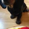 Playful Dachshund Puppy For Adoption photo 1