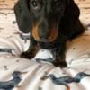 Playful Dachshund Puppy For Adoption photo 2