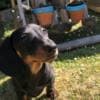 Playful Dachshund Puppy For Adoption photo 3