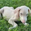 Adorable Dachshund Puppies Ready To Go photo 1