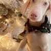 Adorable Dachshund Puppies Ready To Go photo 2