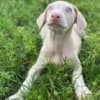 Adorable Dachshund Puppies Ready To Go photo 3