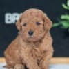 F1B Mini Goldendoodle Puppies photo 1