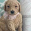 F1B Mini Goldendoodle Puppies photo 2
