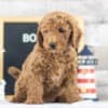 F1B Mini Goldendoodle Puppies photo 3