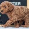 F1B Mini Goldendoodle Puppies photo 4