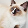 Ragdoll Kitten Male Seal w/Blaze photo 1