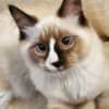 Ragdoll Kitten Male Seal w/Blaze photo 2