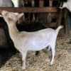 Alpine Goats for Sale photo 1