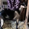Alpine Goats for Sale photo 4
