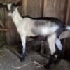 Alpine Goats for Sale photo 6