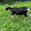 Alpine Goats for Sale photo 7