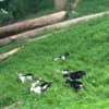 Alpine Goats for Sale photo 8