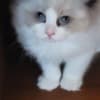 RAGDOLLS photo 1